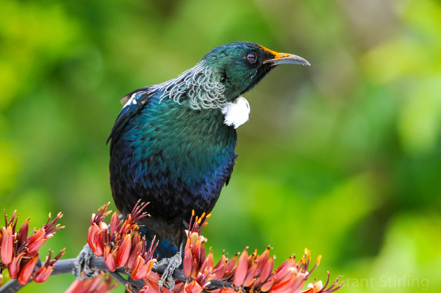 Tui on Flax flowers