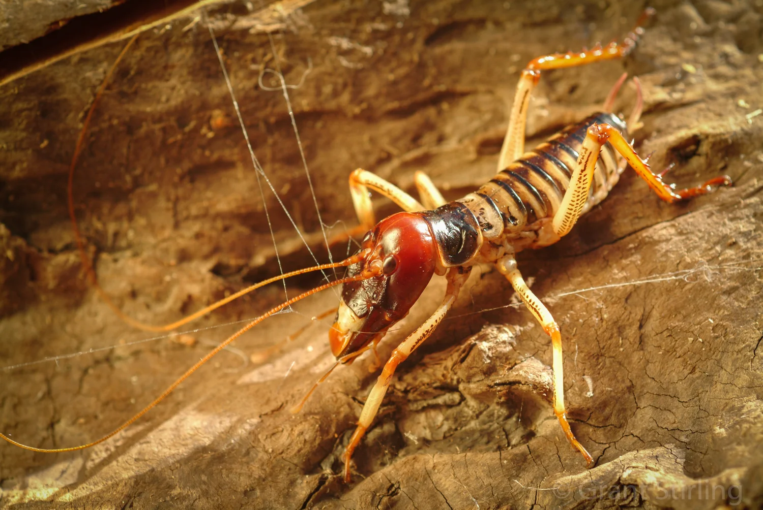 Weta (4).jpg
