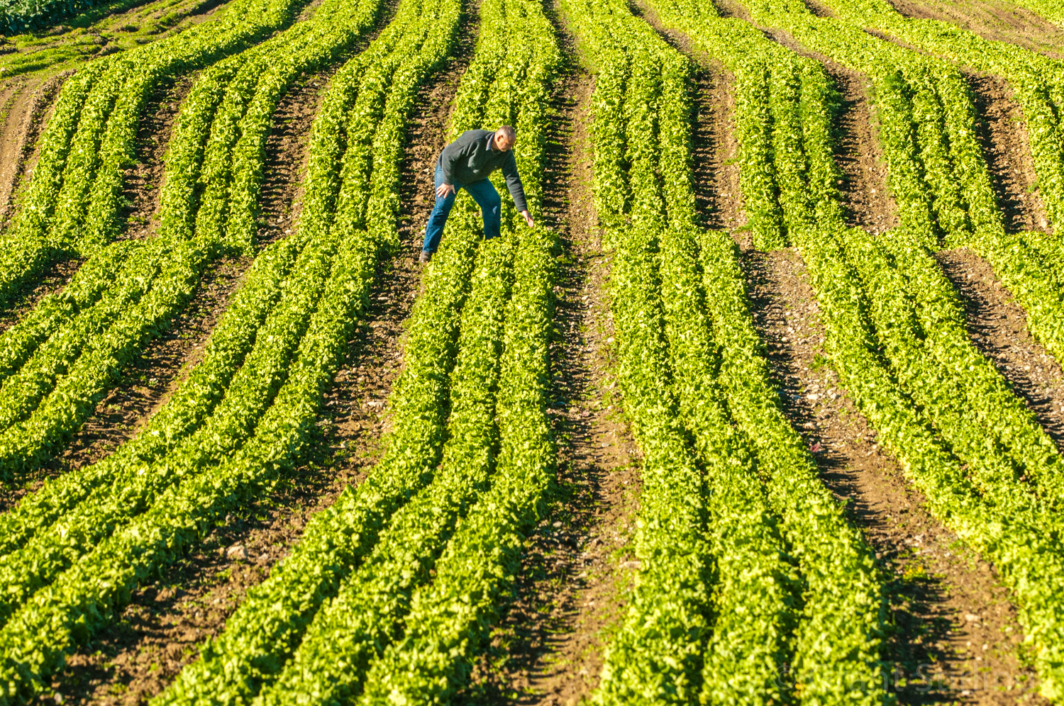 Farmer checking crop