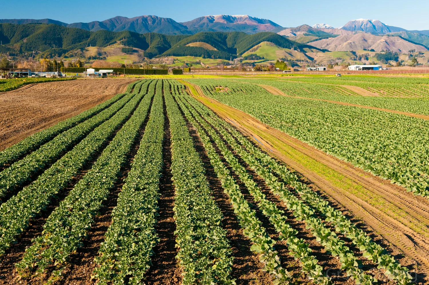 Horticulture crop rows