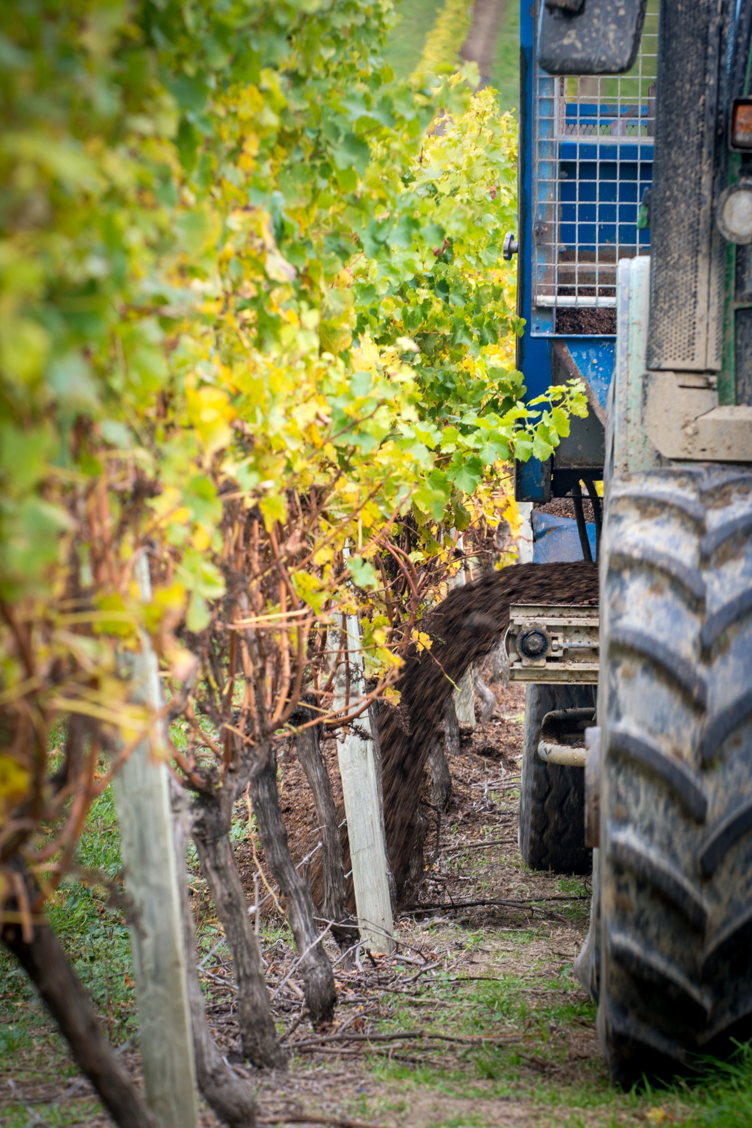  Rapaura Wines   Commercial photographer Nelson Tasman NZ Steve Hussey Property Pilots George Guille Commercial photography Nelson Tasman NZ Photographers Nelson Tasman Vineyard Wine photography Winemakers New Zealand / Vineyard New Zealand / New Zea