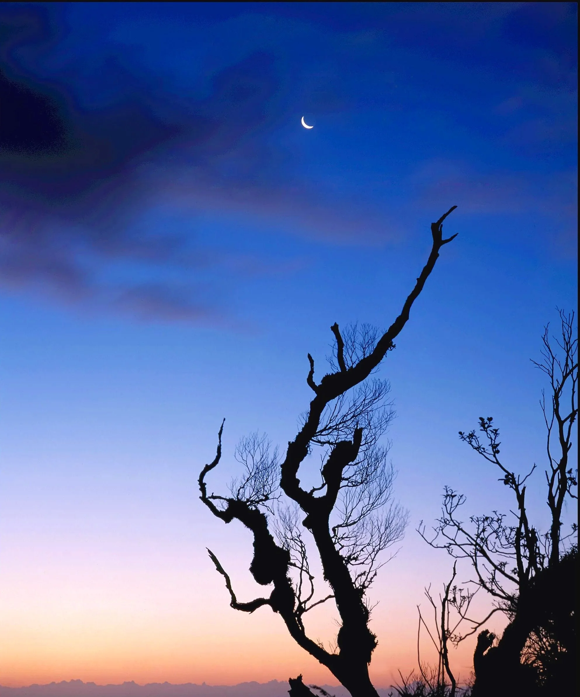 Nature+New+Moon.jpg