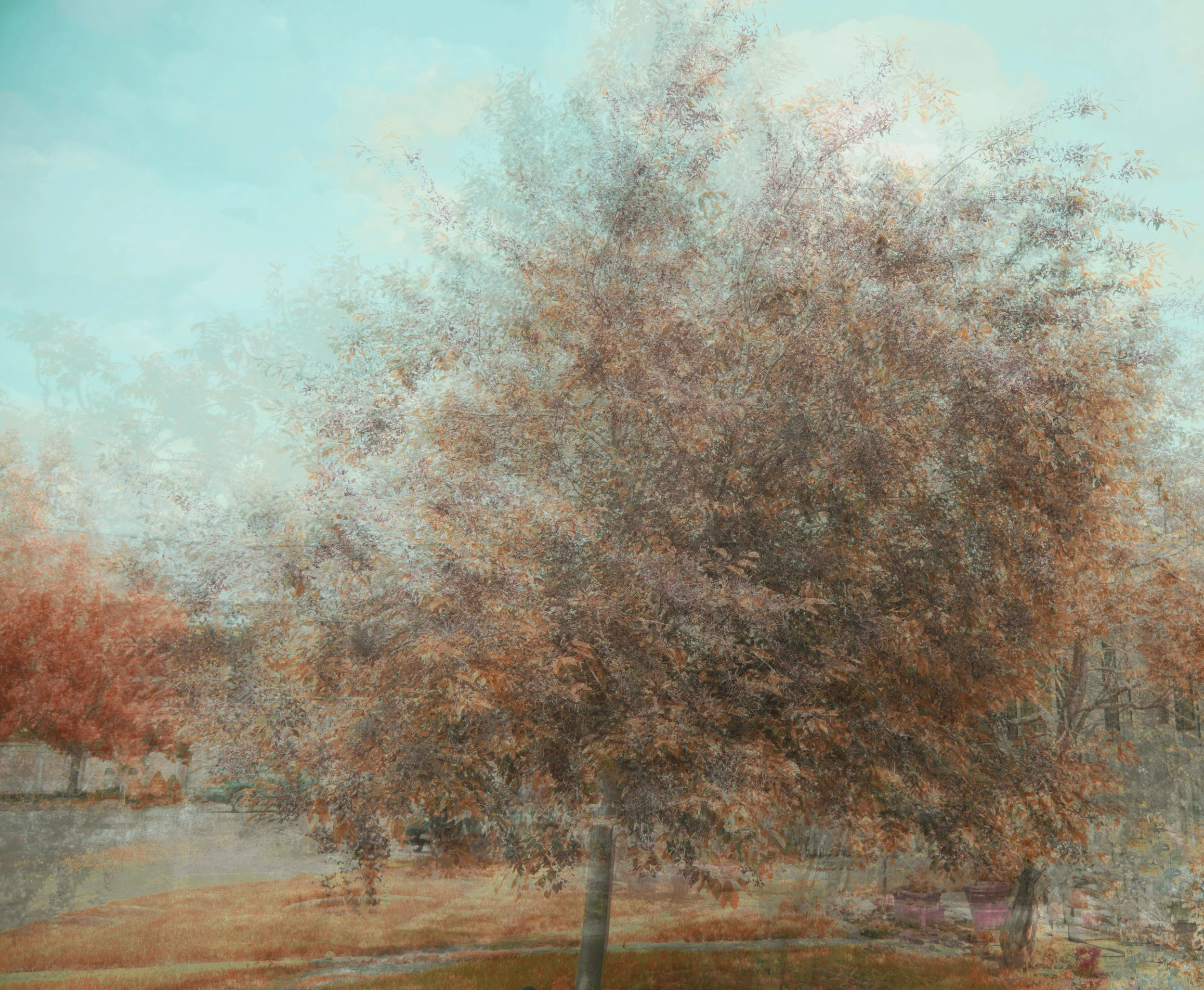 Tree in the Round.jpg