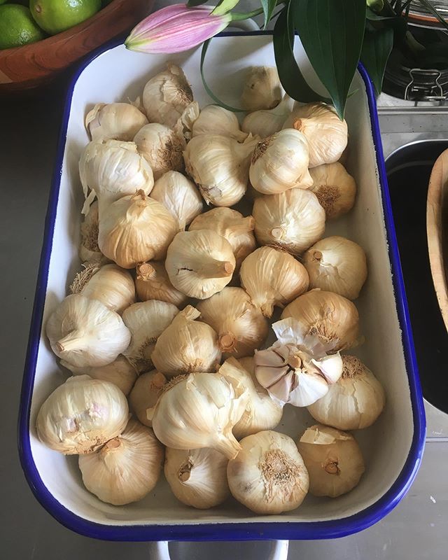 Trivial Taco Pusuit : In 1979 the Mexican visual artist Maris Bustamente registered the taco as legally hers and claimed the patent rights. Some things are worth fighting for - like this here smoked garlic!