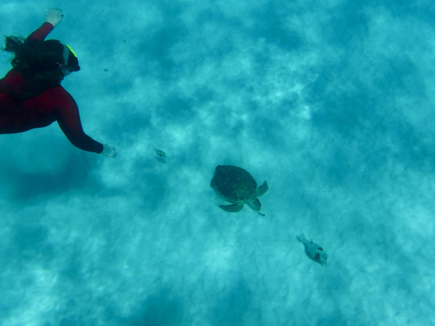 *Disclaimer: my friends got way better photos with the turtle.