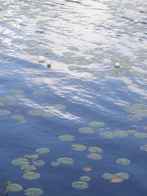 20140811_143319.jpeg