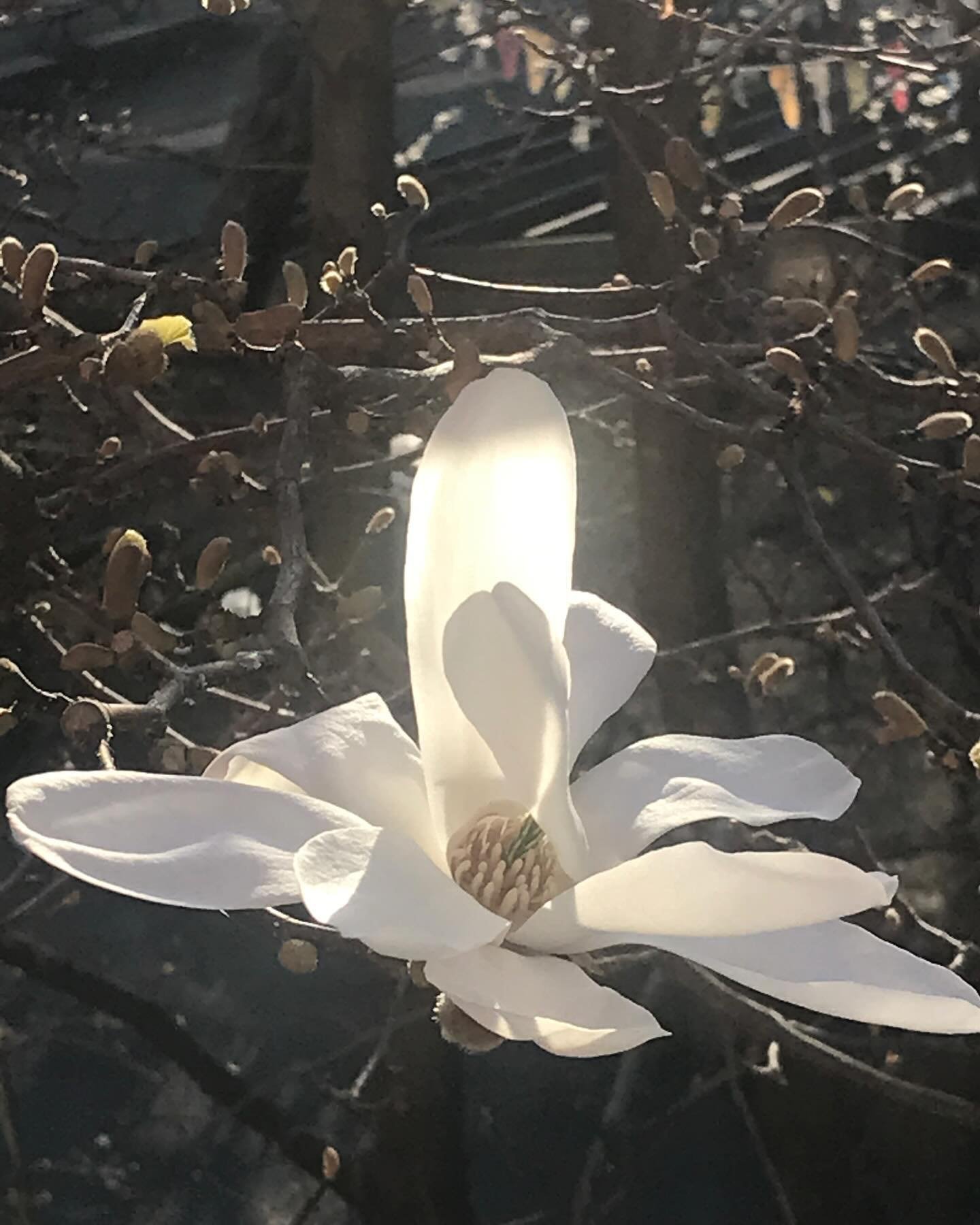 &Aring;r etter &aring;r kommer dette utrolige magnoliatreet ut med sin prakt. Jeg f&aring;r ikke nok av disse vakre blomstene. De minner meg p&aring; l&aelig;ren til en indisk yogamester: V&aelig;r som blomsten. Gi gener&oslash;st av din duft og din 