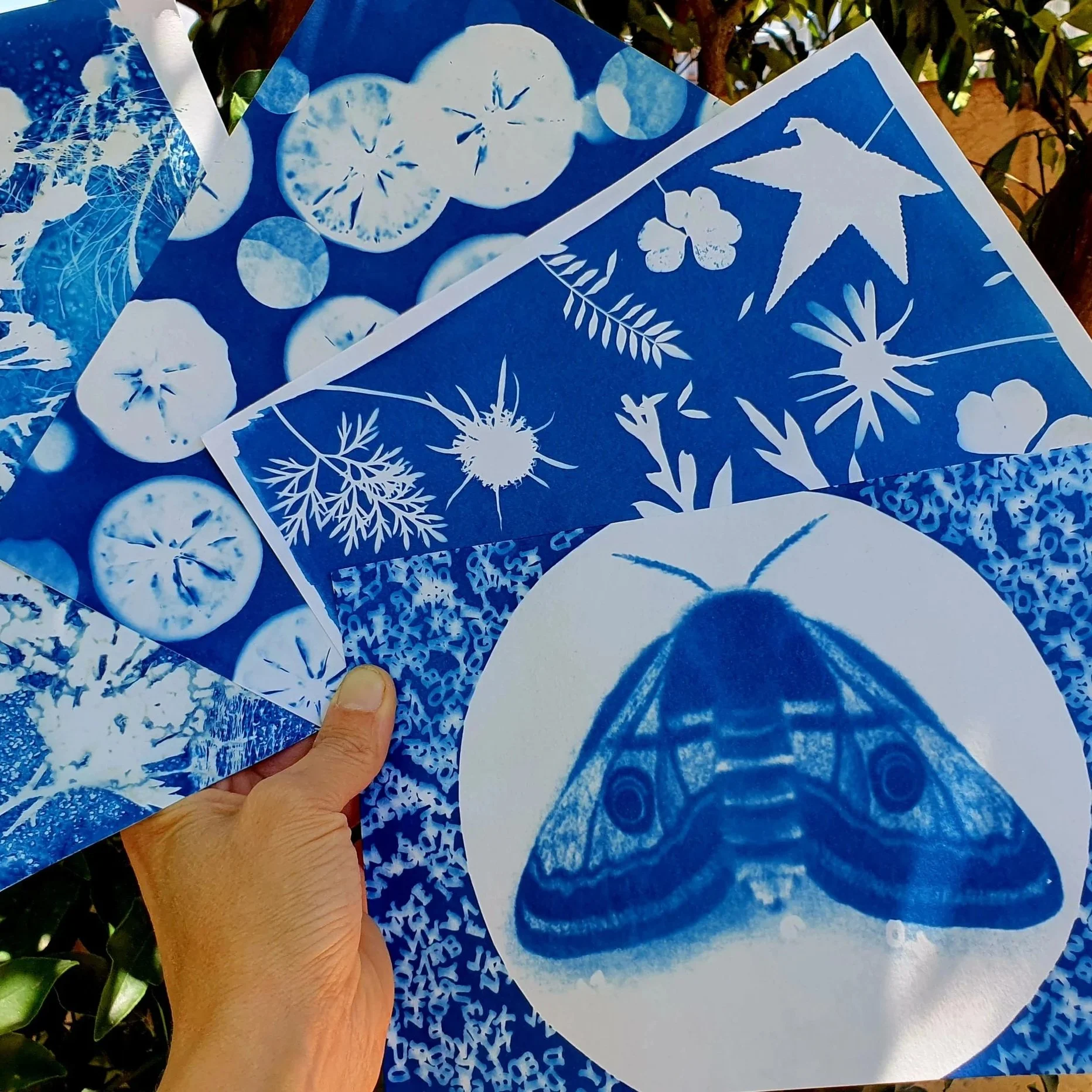Cyanotype Printmaking for Kids | Odile Bell