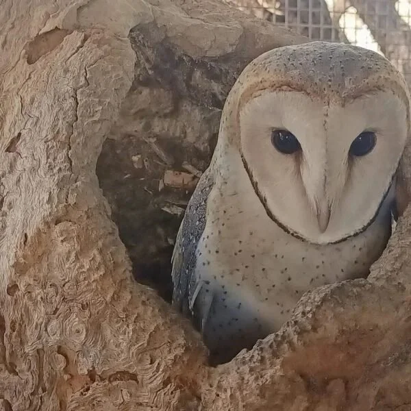 Feathered Friends Owl Workshop