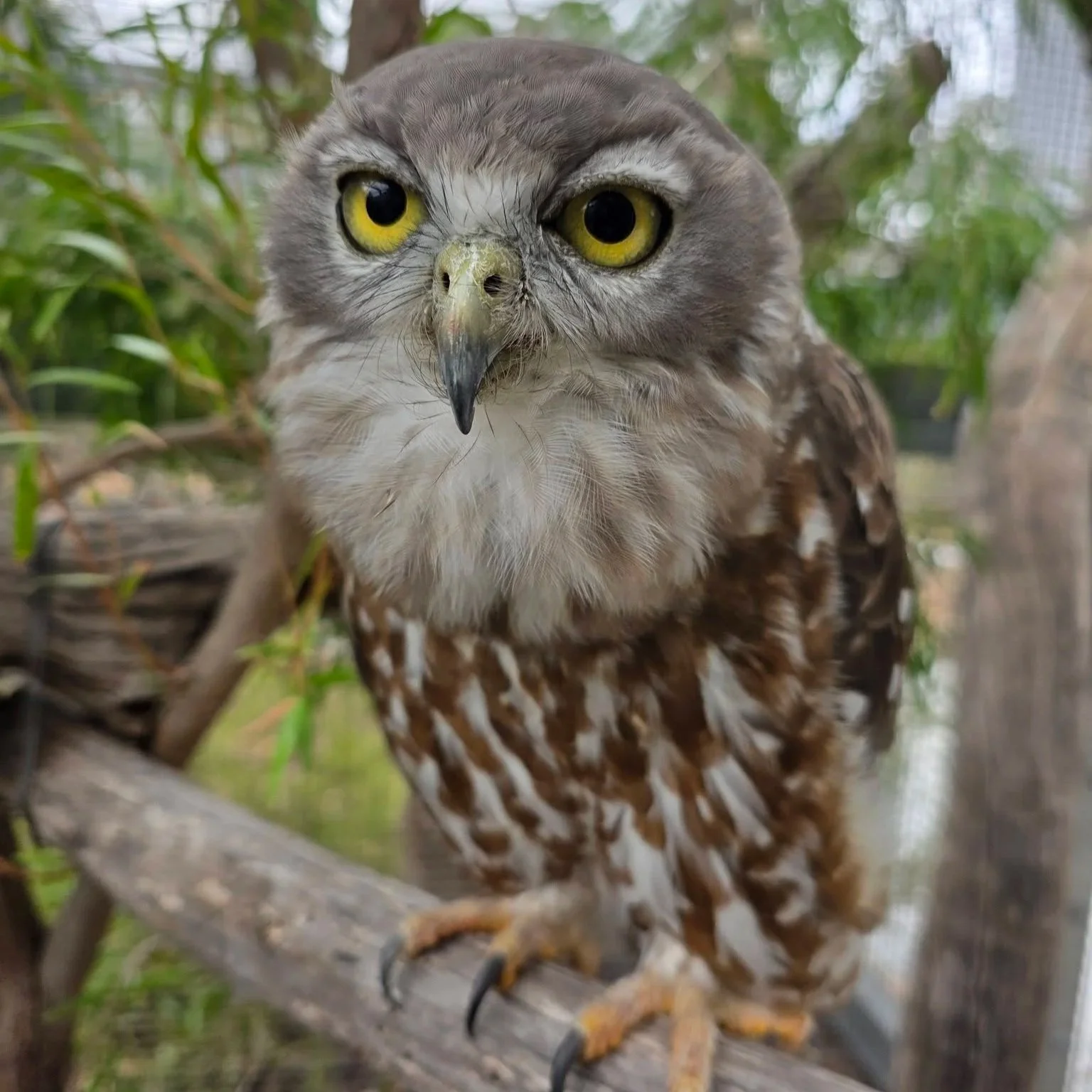 Feathered Friends Owl Workshop