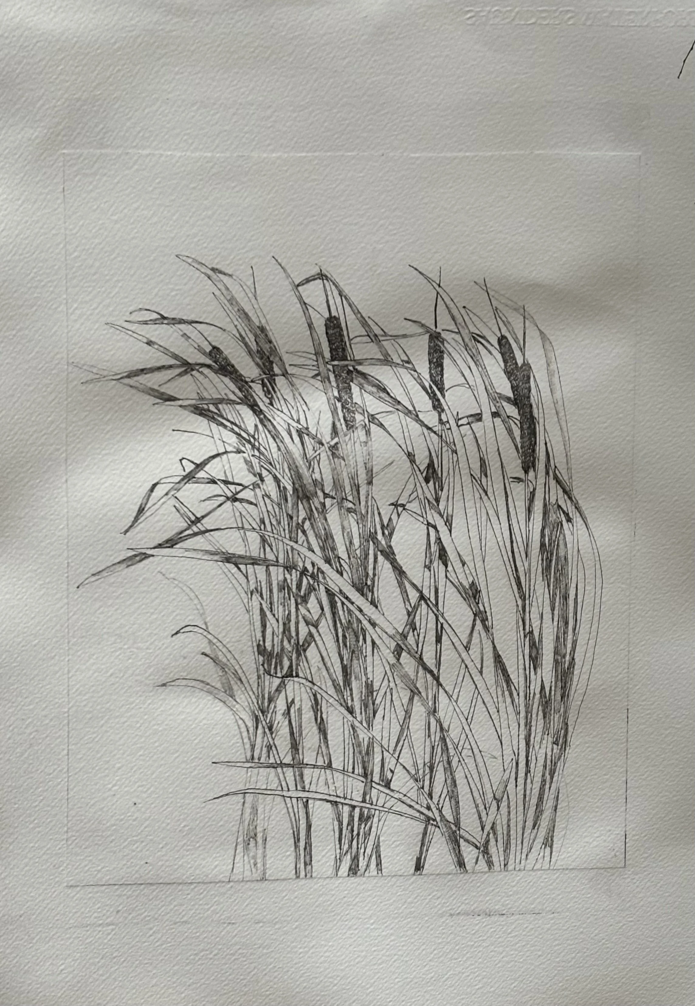 9. Darcy Rankin, “That’s down at the river there, the bullrushes – Yandjet, Typha Domingus”, 2026, drypoint etching, 56 x 8 cm. POA.