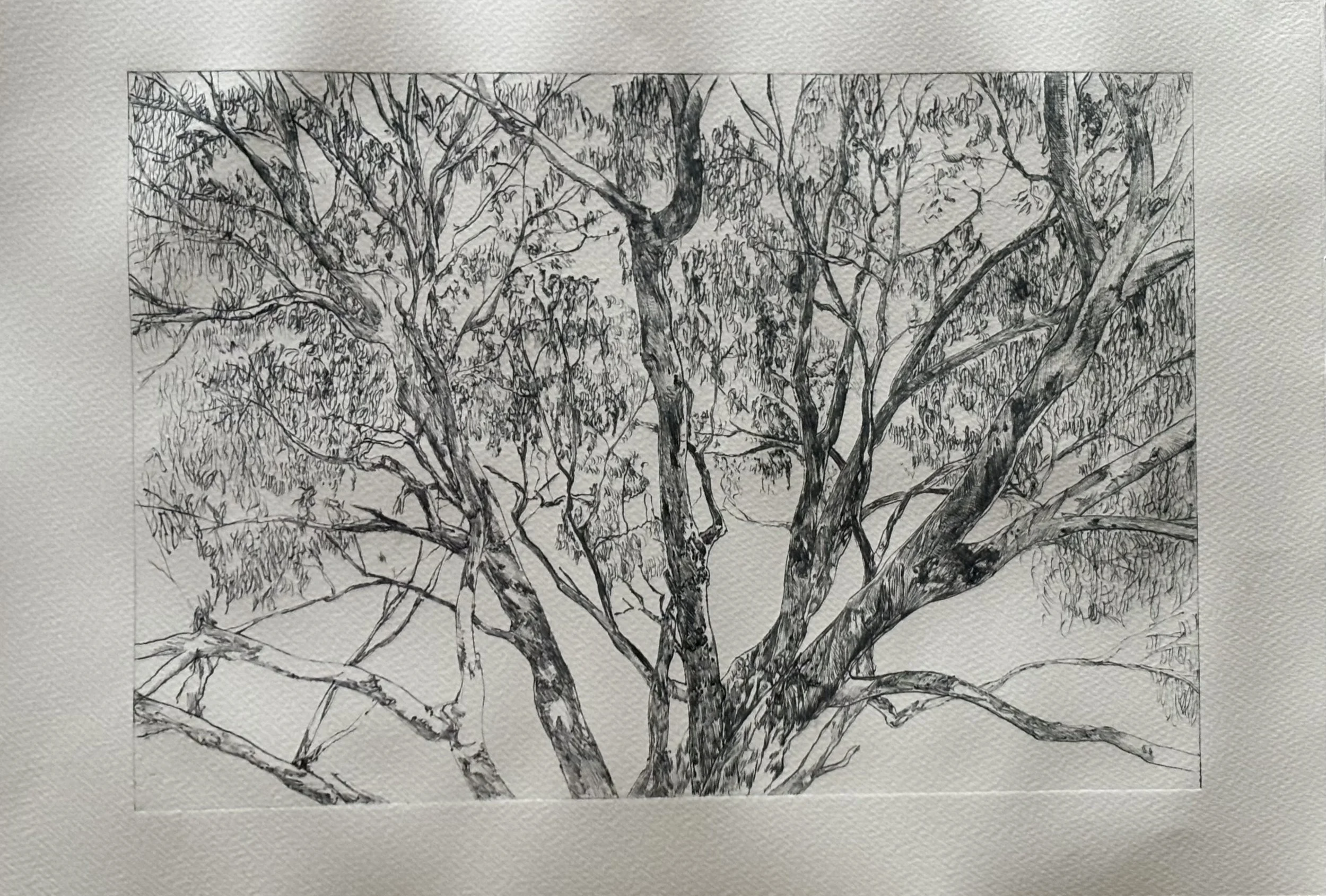 10. Darcy Rankin, “That’s at the wetland, Eucalyptus? – it’s a place for all the birds you know.”, 2026, drypoint etching, 38 x 56 cm. POA.
