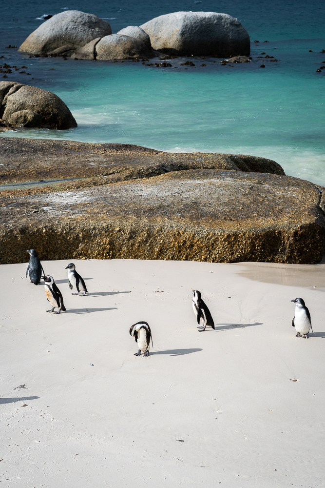 Cape Town and penguins!