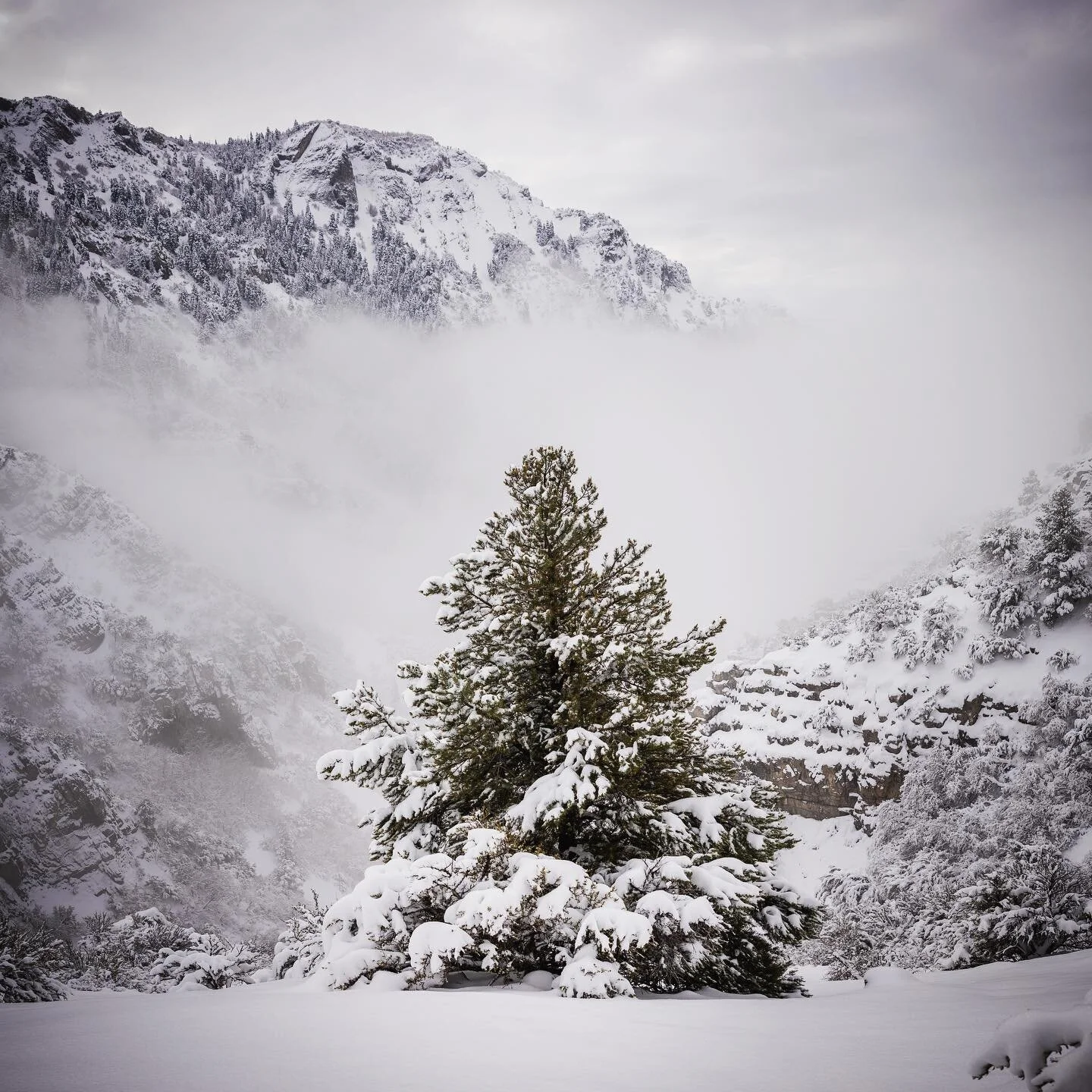 While all 3.2 million people that live in Utah went skiing this weekend, I found a quiet trail with a nice tree 🌲 ⠀
⠀
#utah #utahphotographer #utahsnow #utahmountains #utahvalley #snowyday #snowymountains #snowy #snowypines #utahisrad #utahgram #uta