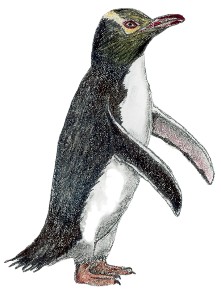 Yellow-Eyed Penguin.png