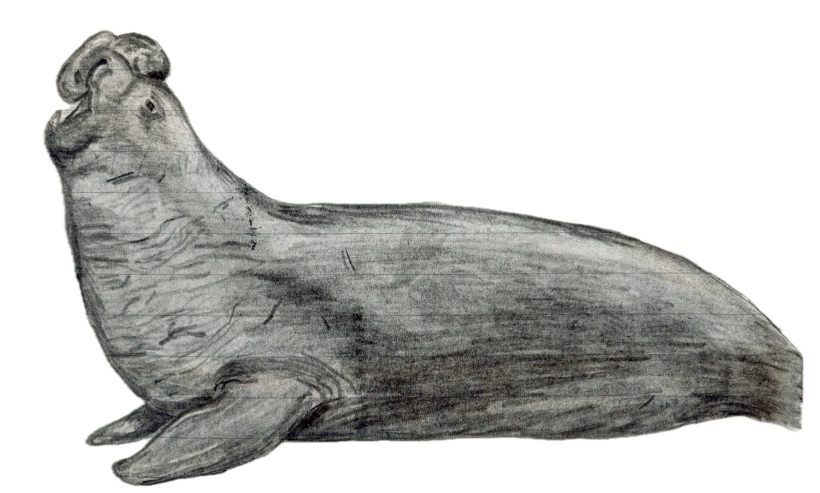 Southern Elephant Seal.png