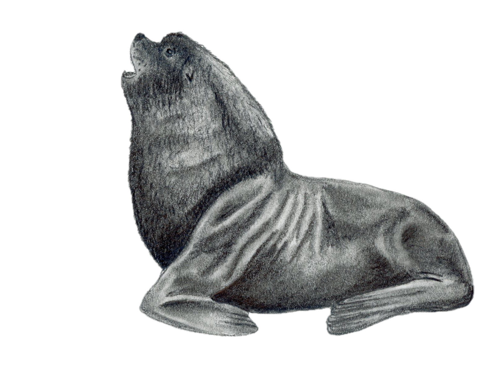 South American Sea Lion.png