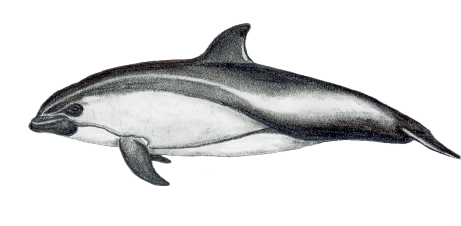 Peale's Dolphin.png