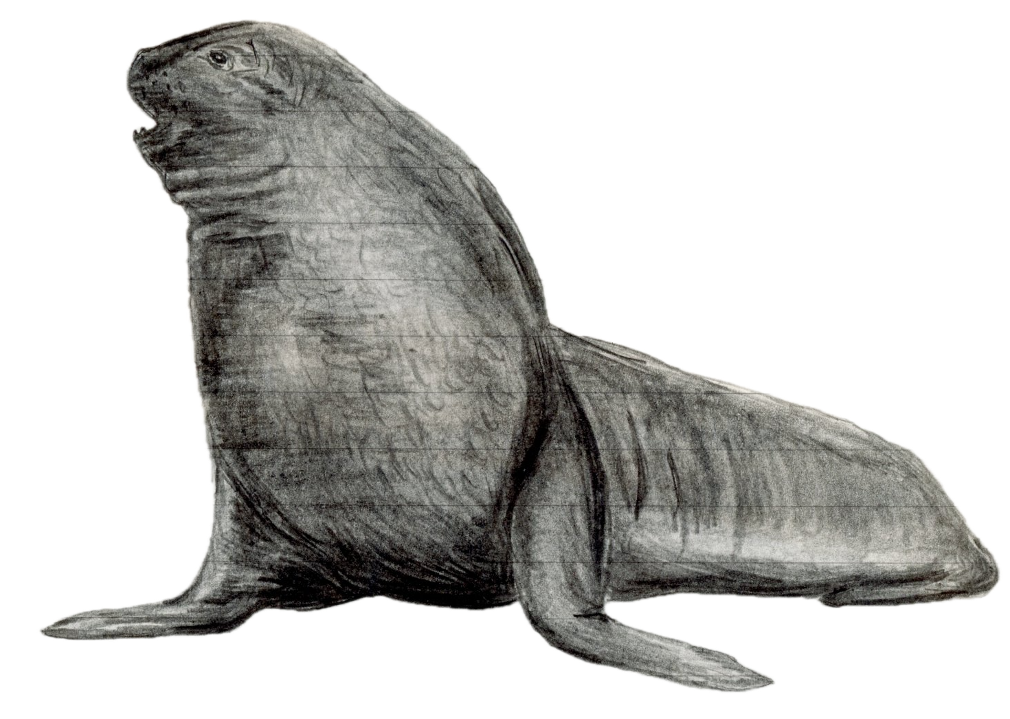 New Zealand Sea Lion.png