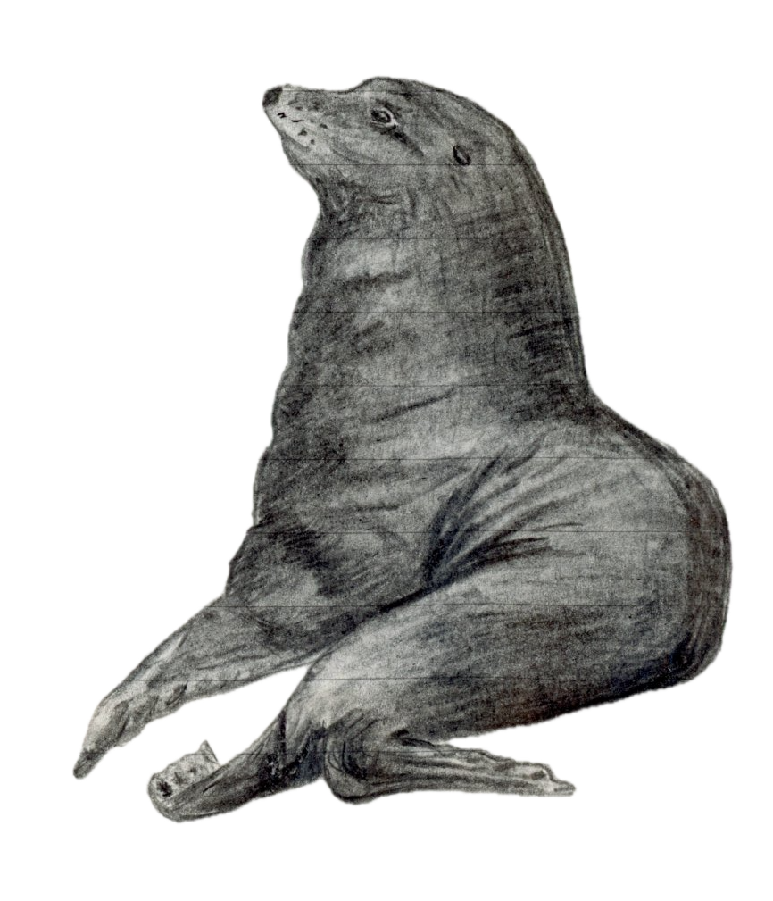 New Zealand Fur Seal.png