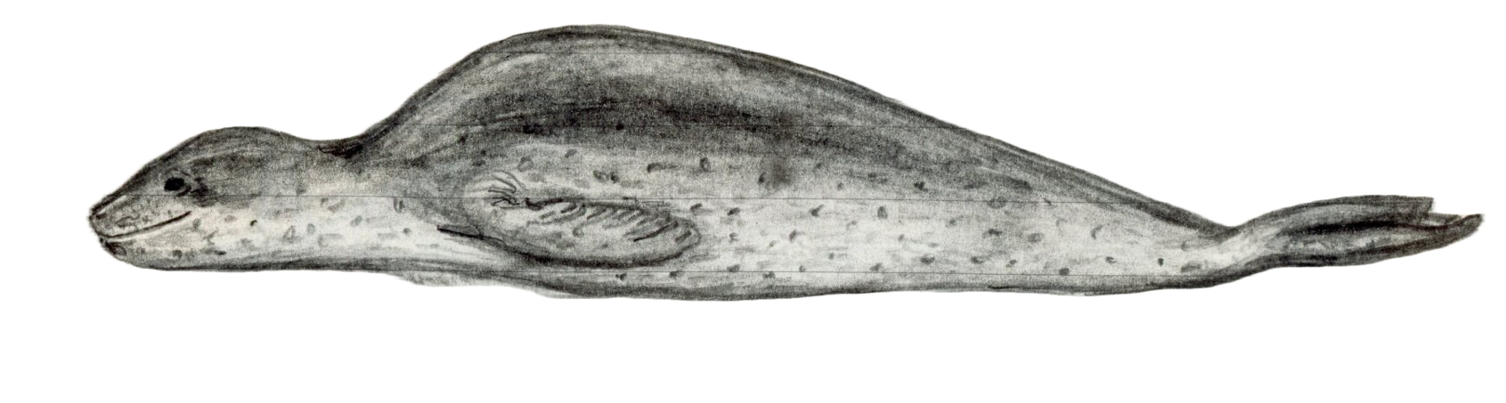 Leopard Seal.png
