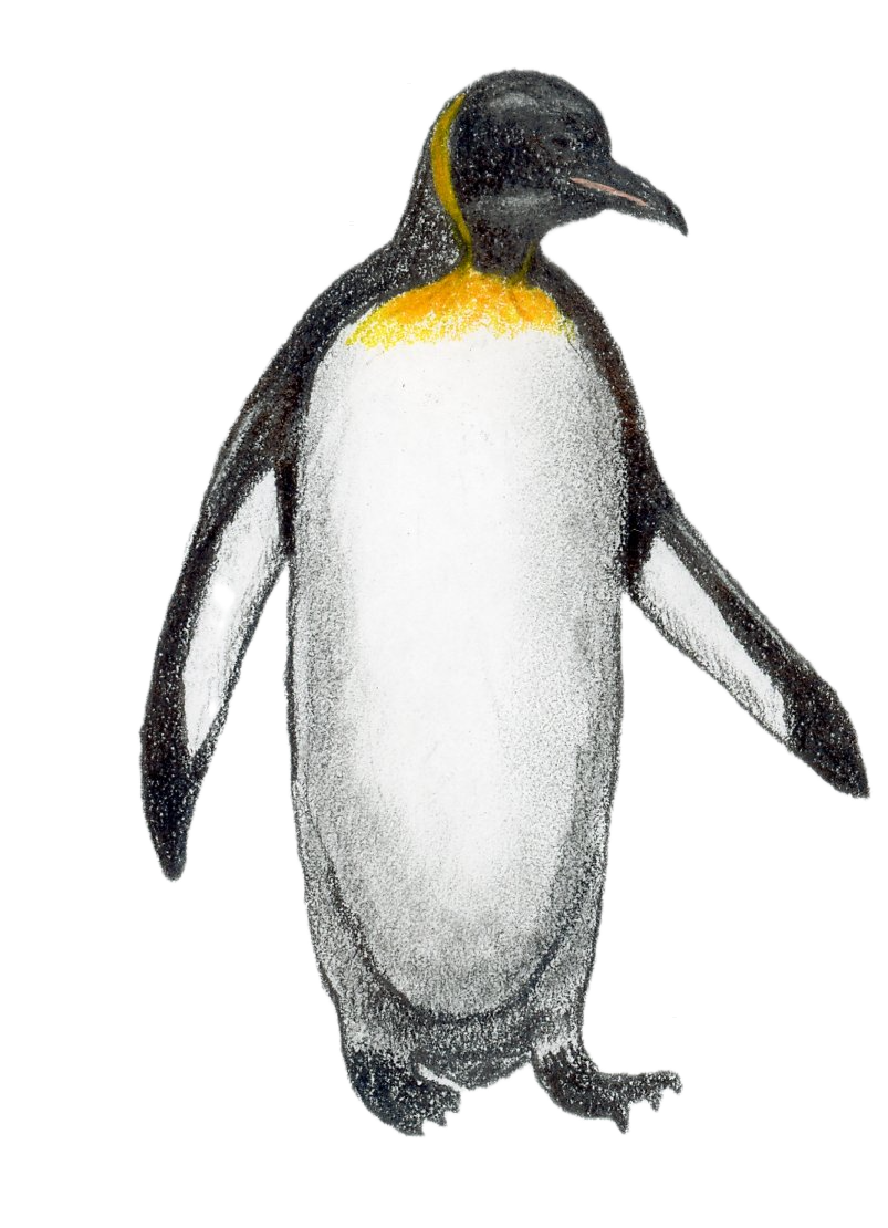 King Penguin.png