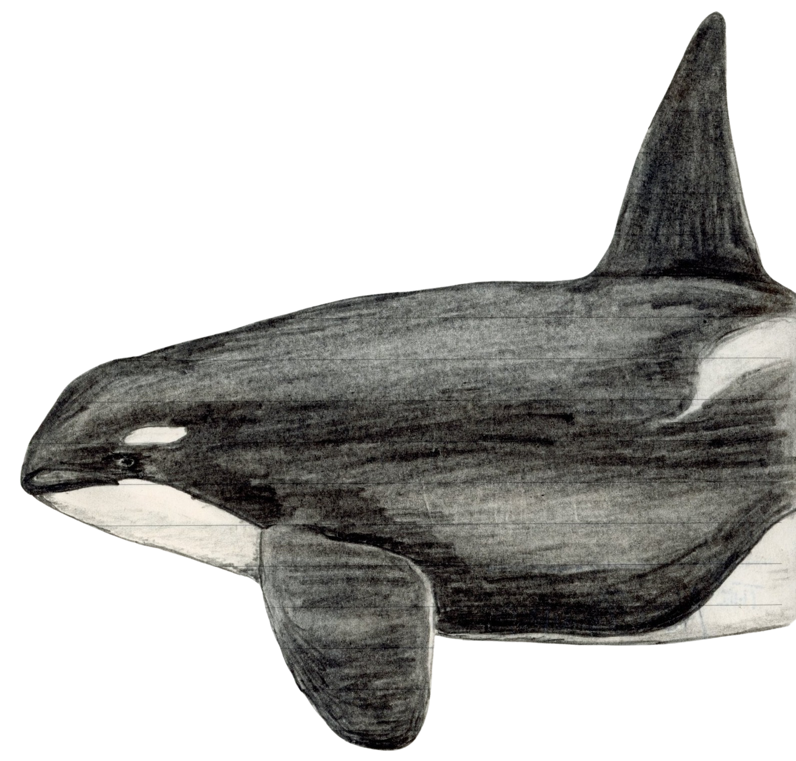 Killer_Whale_-_A-removebg.png