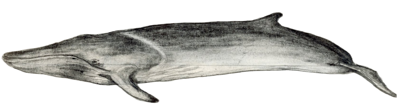 Fin Whale.png