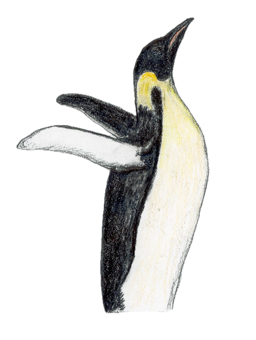 Emperor Penguin.png