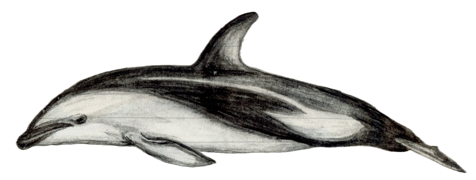 Dusky Dolphin.png