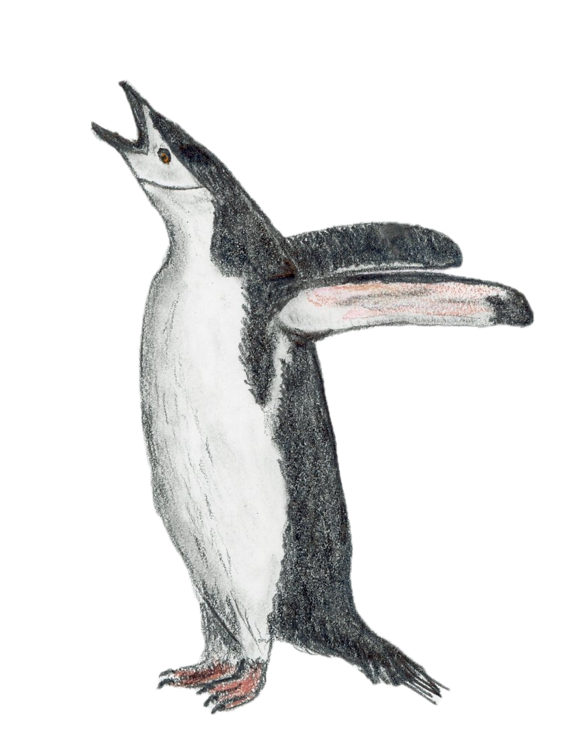 Chinstrap Penguin.png