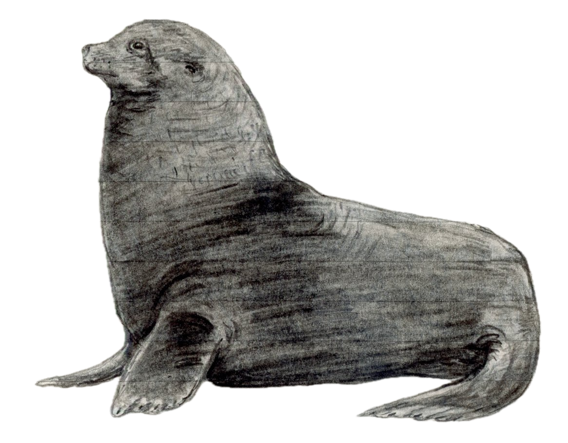 Antarctic Fur Seal.png