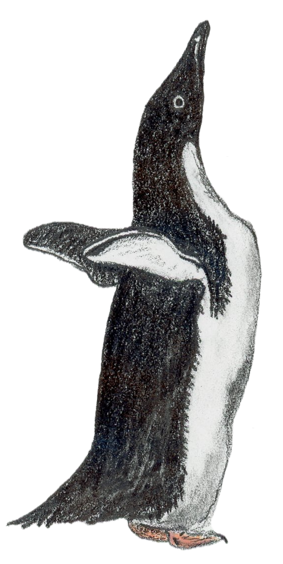 Adelie Penguin.png