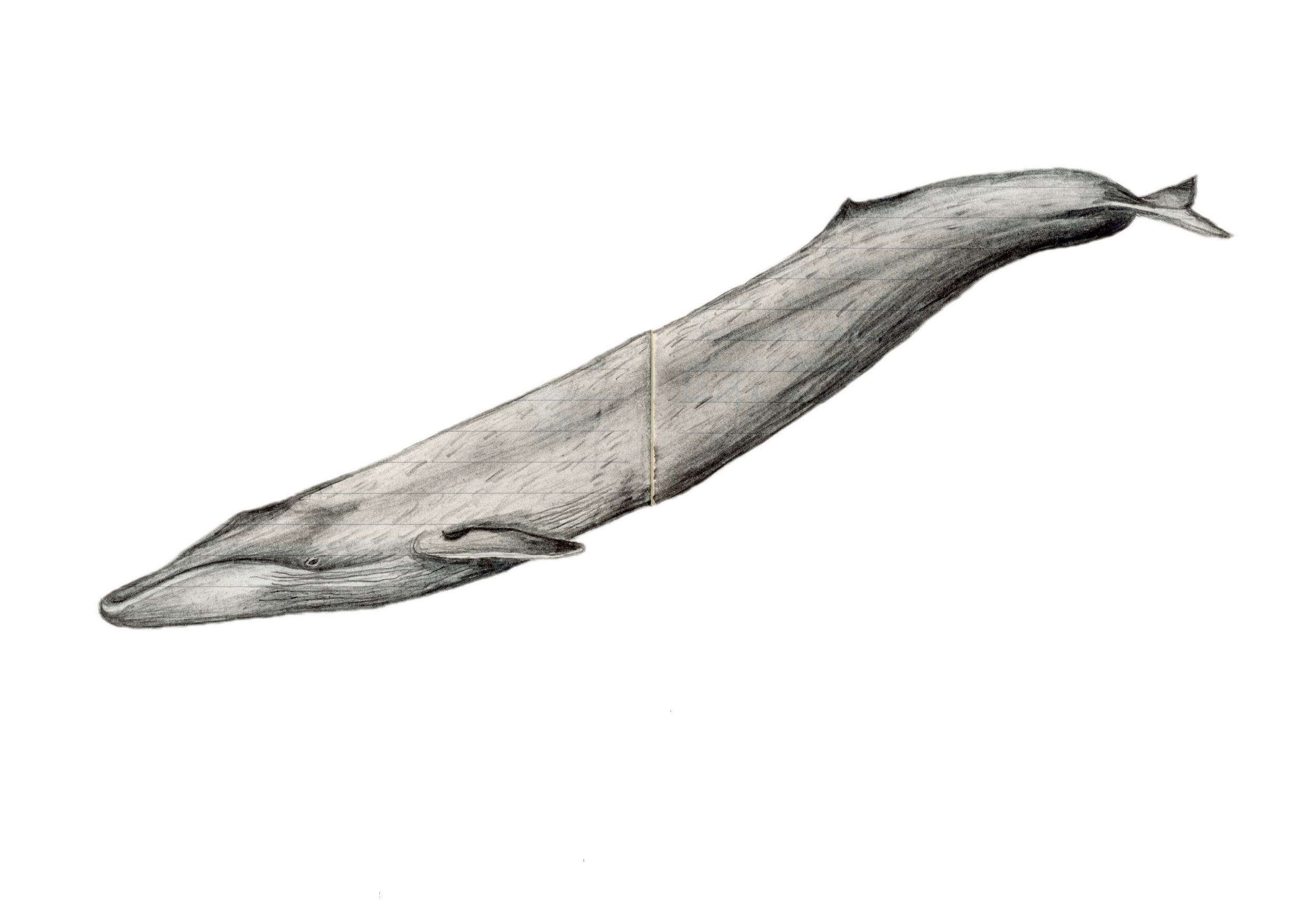Blue Whale.png