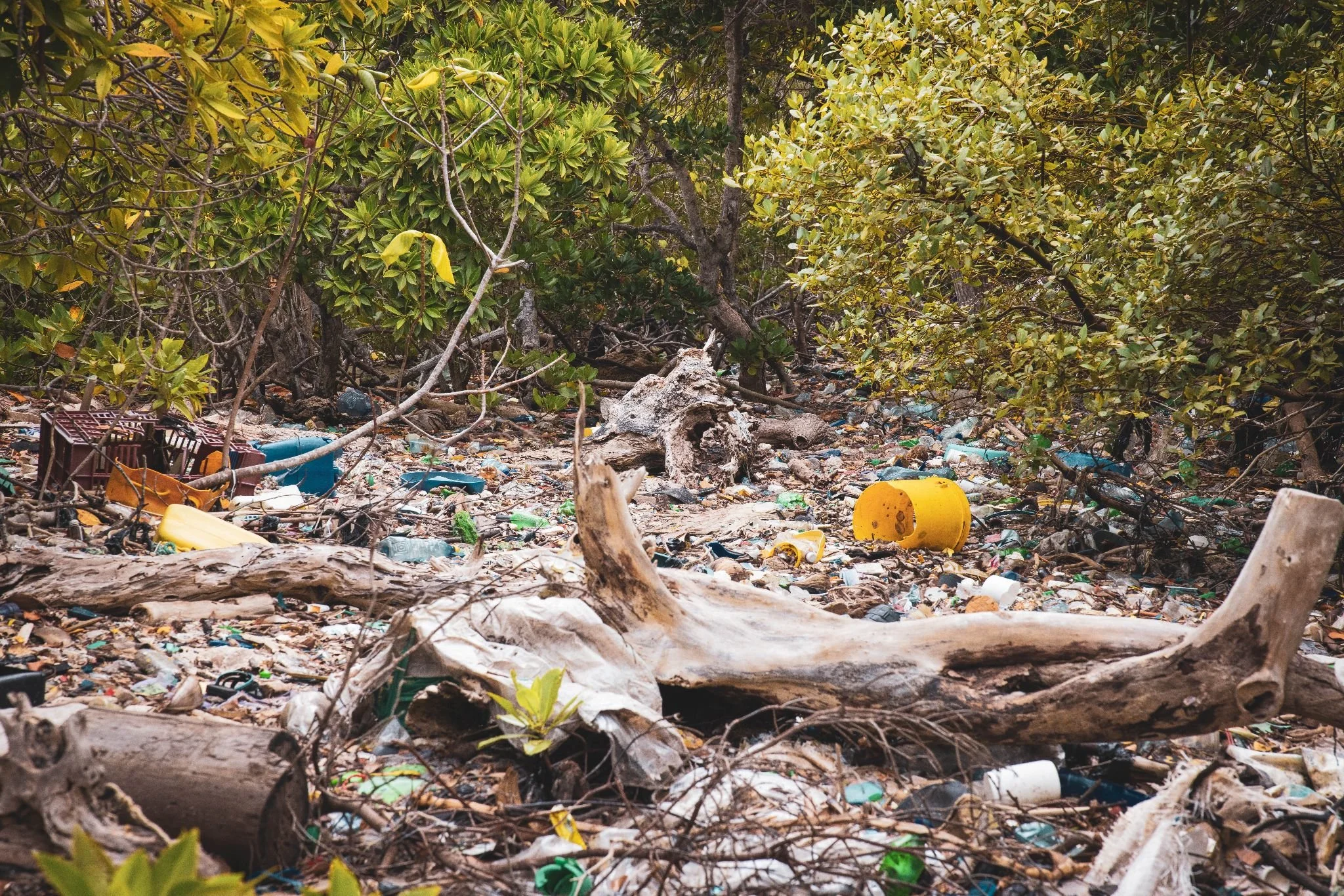 an area of mangrove forest that is covered in marine plastics and pollution
