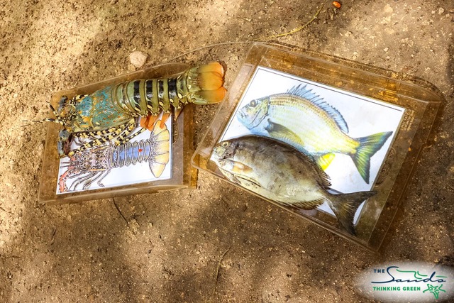 Fish photo with artist drawings.jpeg