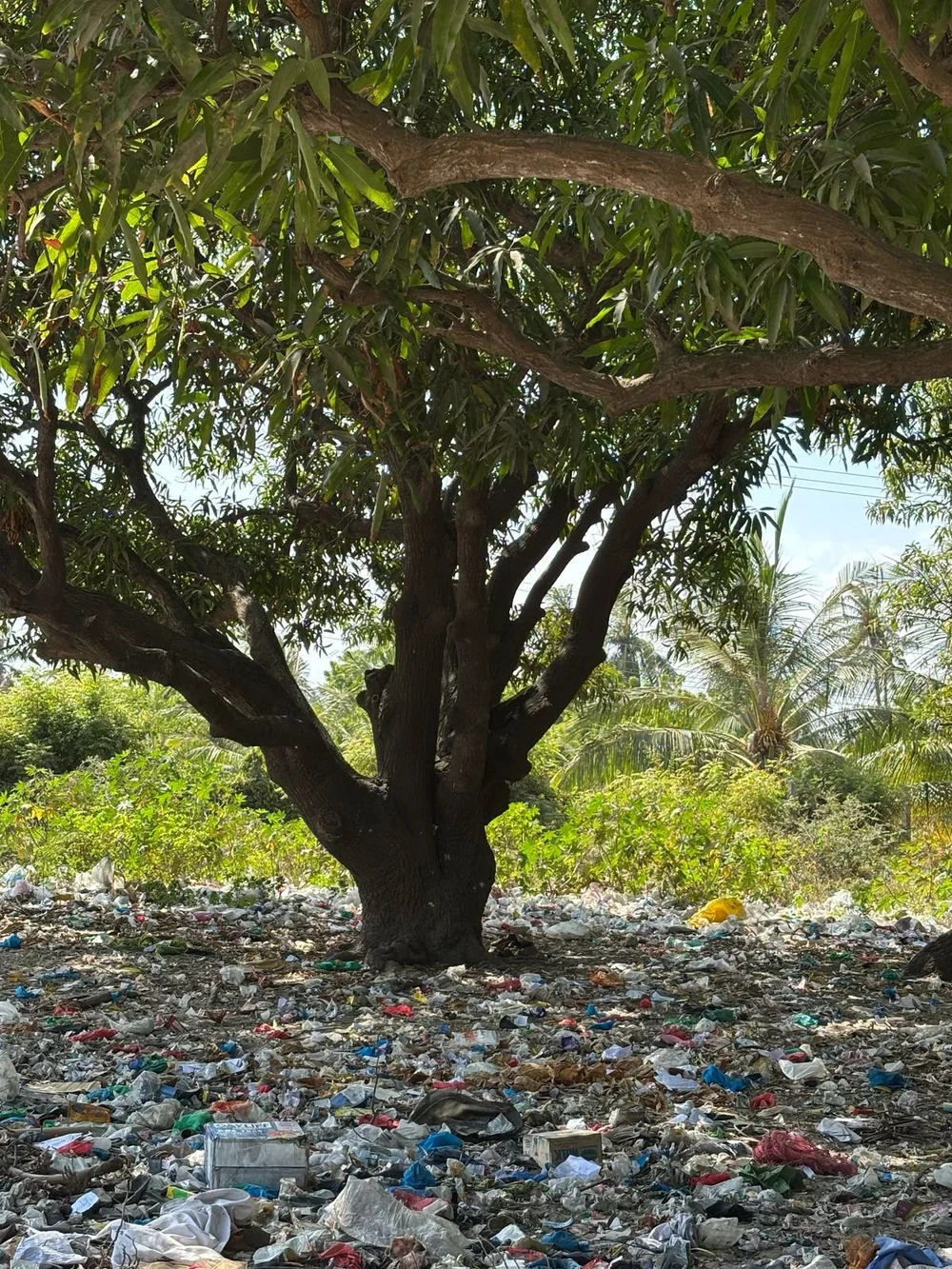 WhatsApp Image 2025-02-20 at 10.26.05.jpeg