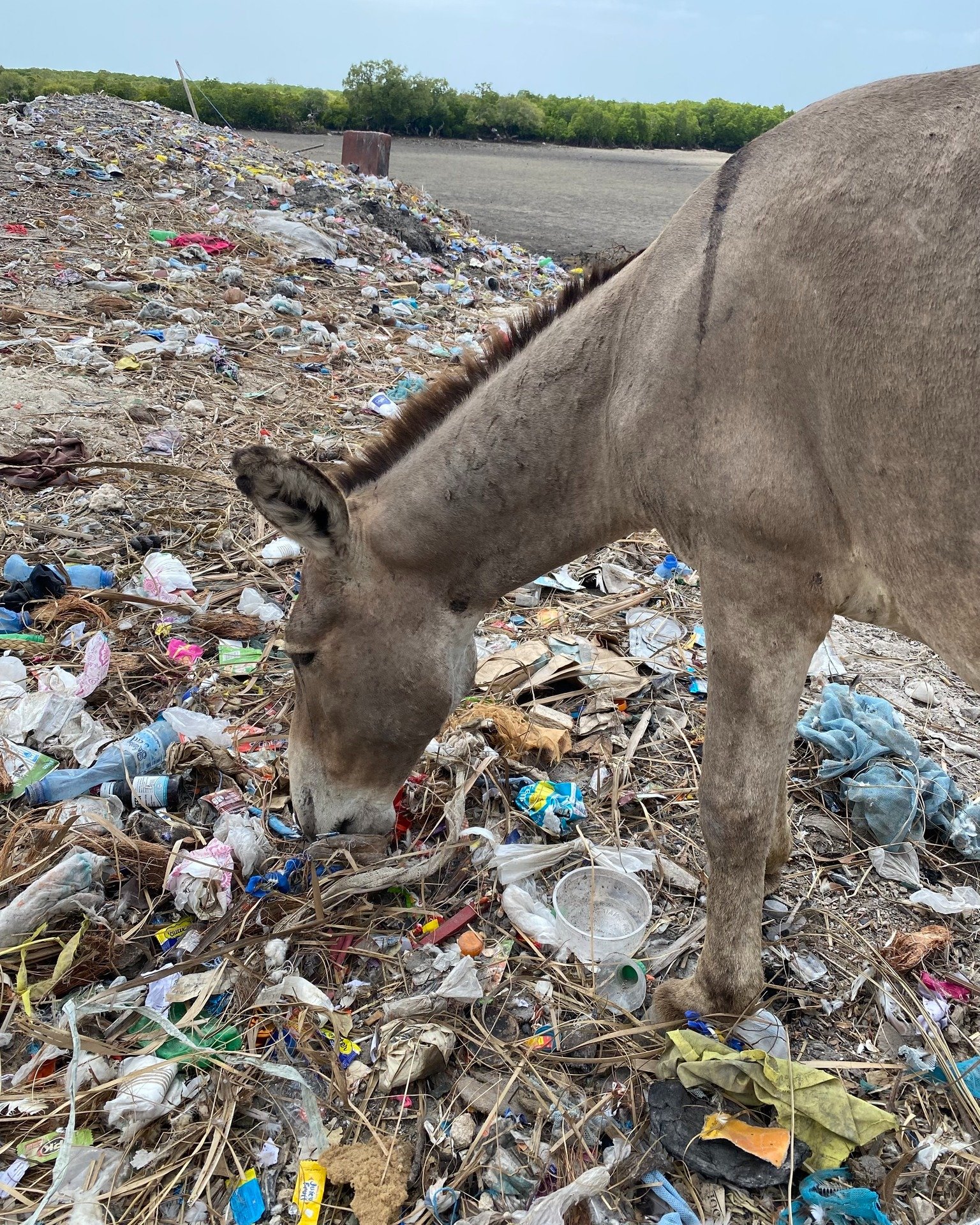 Plastic pollution isn&rsquo;t just our problem &mdash; it&rsquo;s hurting our animals too.

On Lamu, we&rsquo;ve seen animals full of plastic. Cows and donkeys with stomachs full of plastic. And we all now how turtles, fish and seabirds can be caught
