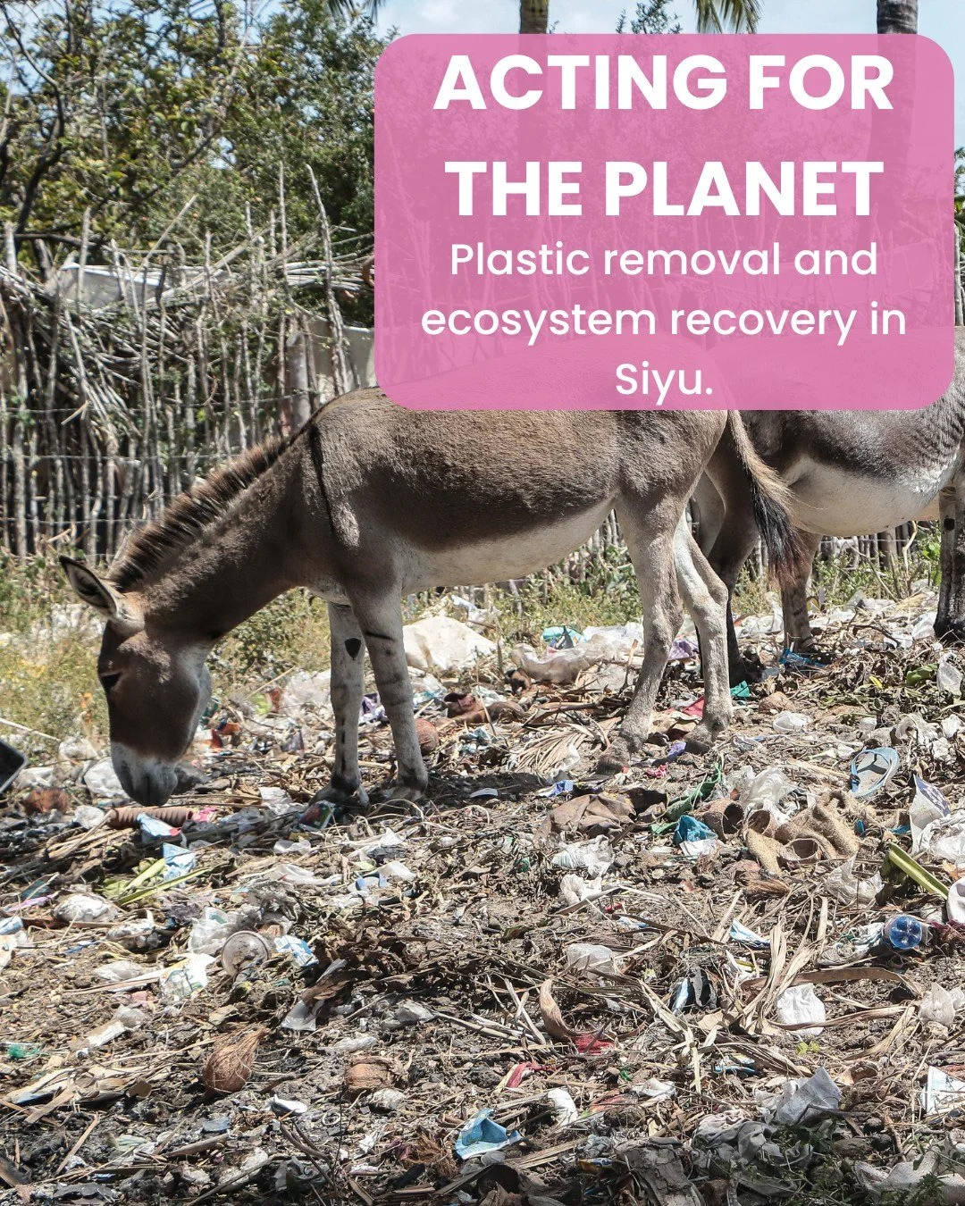 This is what plastic pollution looks like on the ground in Siyu and what recovery looks like when waste is removed at scale. 

In Siyu, ecosystem restoration is no longer theoretical. It&rsquo;s measurable, visible, and community-led.

#plasticpollut