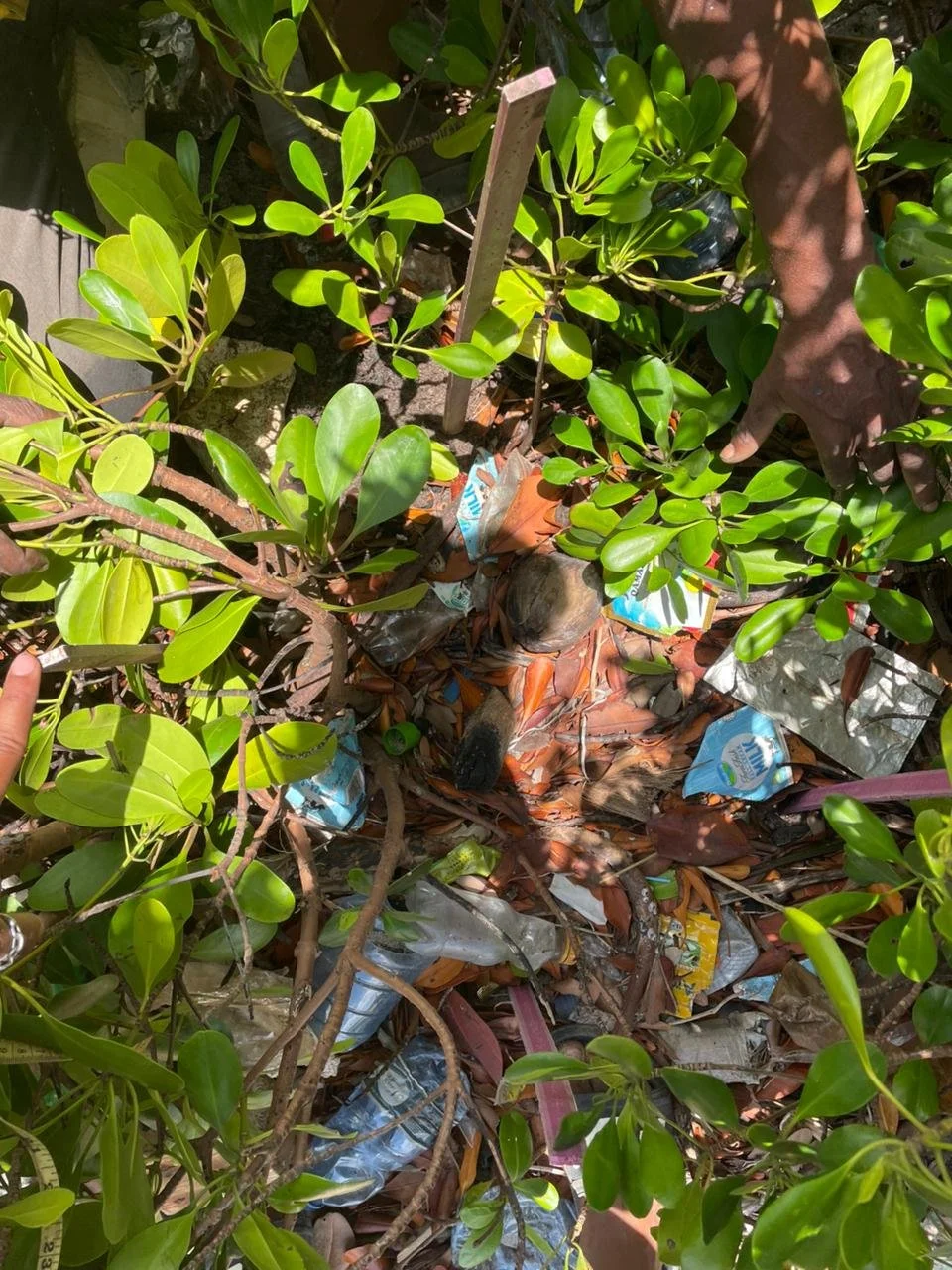 An example of the waste that can be found.