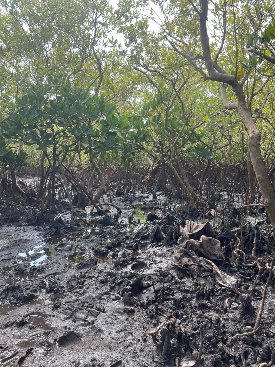 Some rubbish seen at low tide.