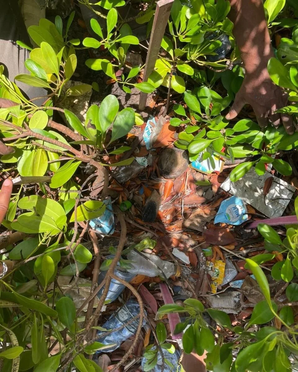 We found a needle, still attached to an IV drip tube, tied around a mangrove branch.

That was just one of the things Melchim encountered when he came to Lamu to research the impact of marine litter on mangrove ecosystems. What he found &mdash; and w