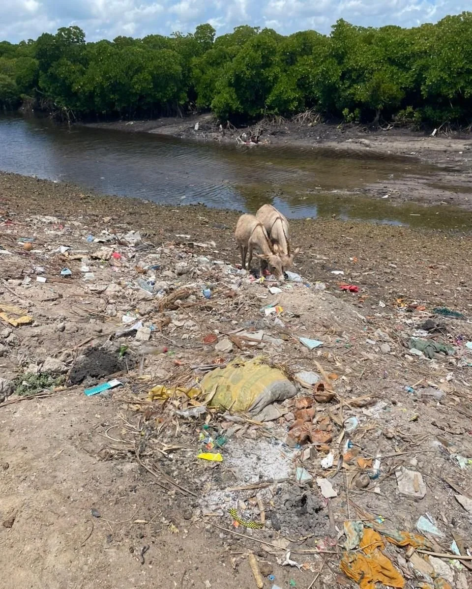 A mangrove seedling does something remarkable. After falling from its parent tree, it torpedoes itself into the sediment and anchors down, hopefully beginning a new forest.

But what happens when there's a layer of plastic where the roots need to go?