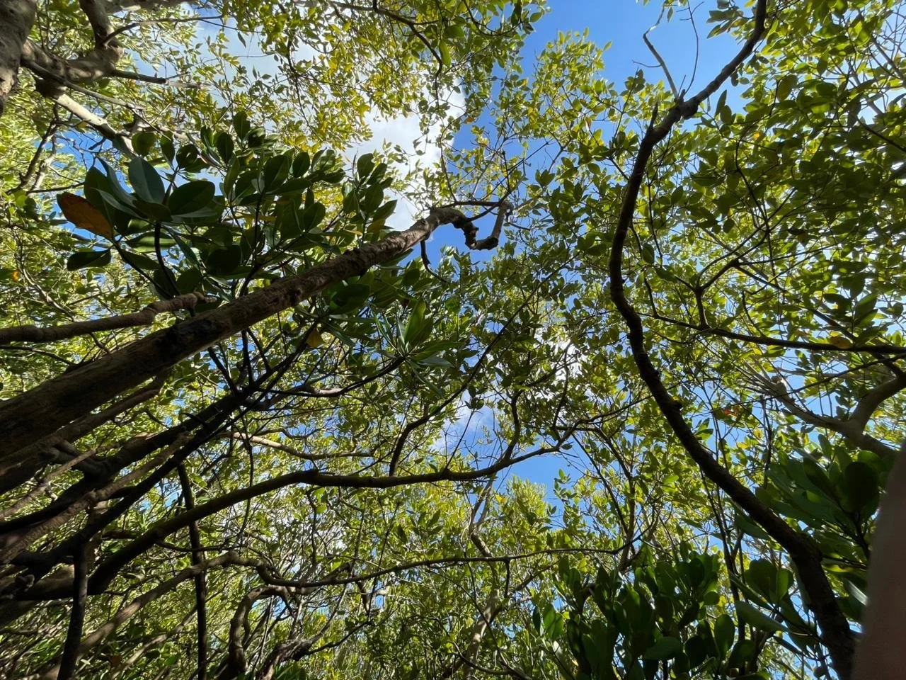 A view of the sky through mangrove leaves and branches