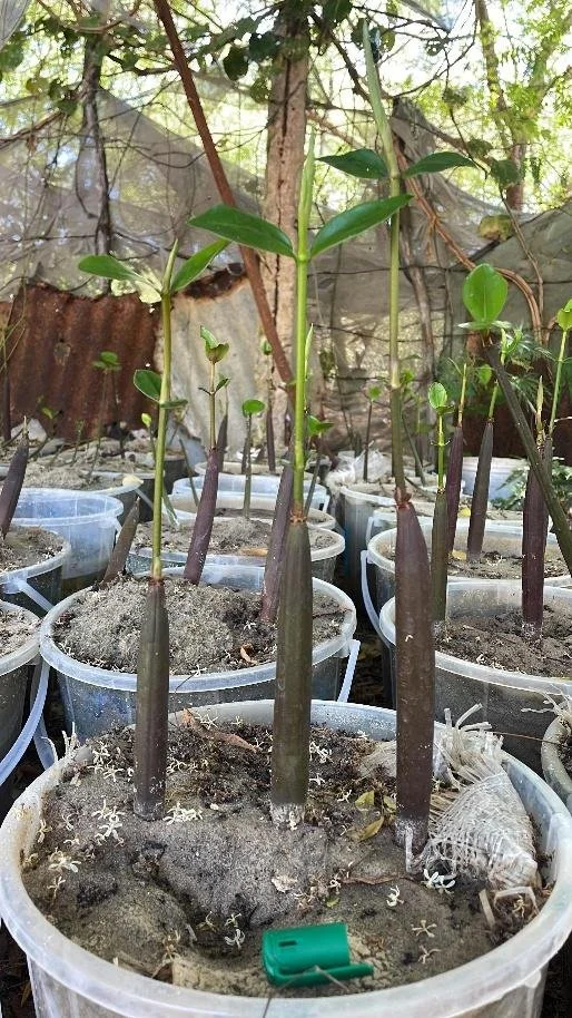 an image of our experiment, a seedling planted with a layer of plastic within the sediment.
