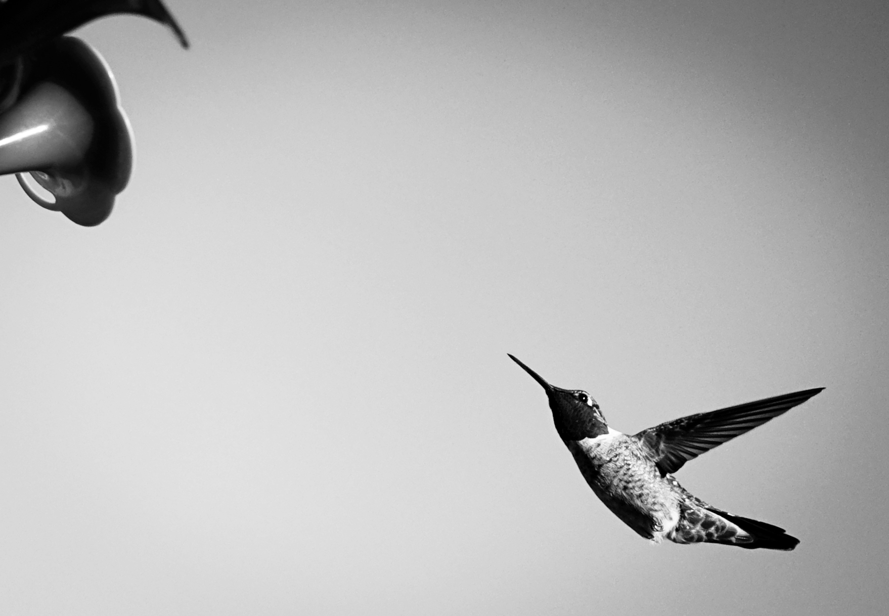 Hummingbird-1c.png
