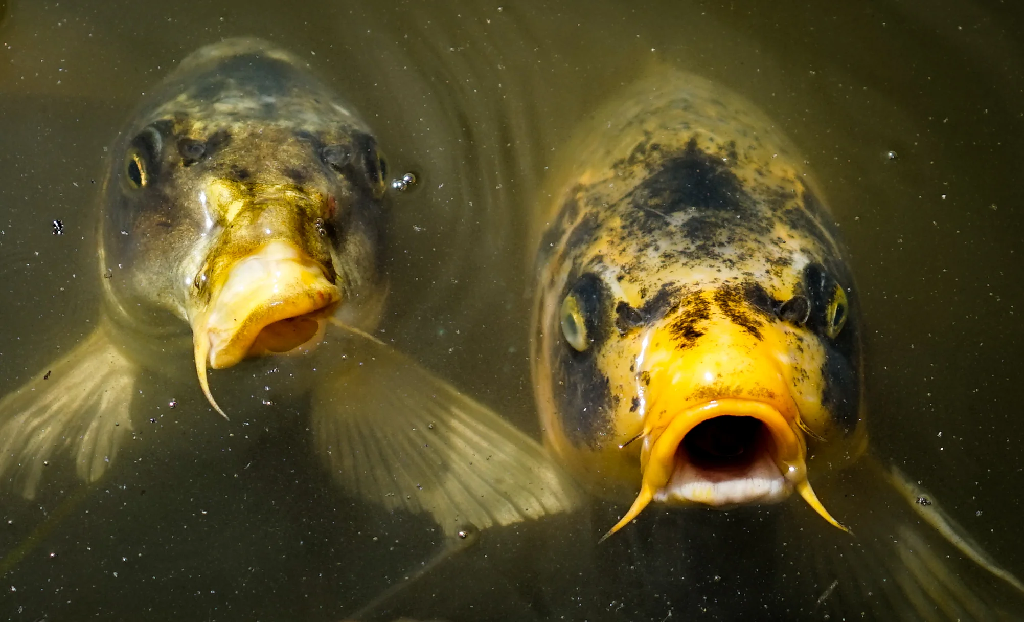 Koi-1.jpg