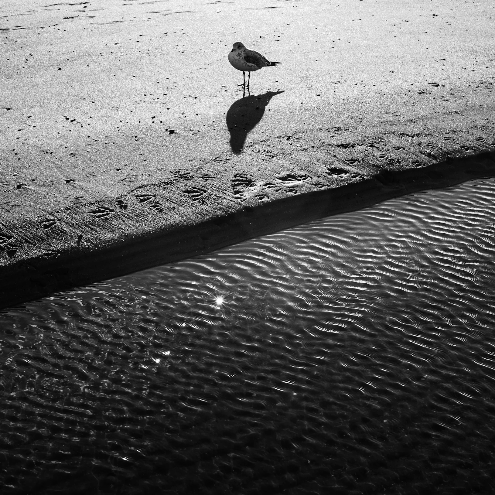 Loner-1a.jpg