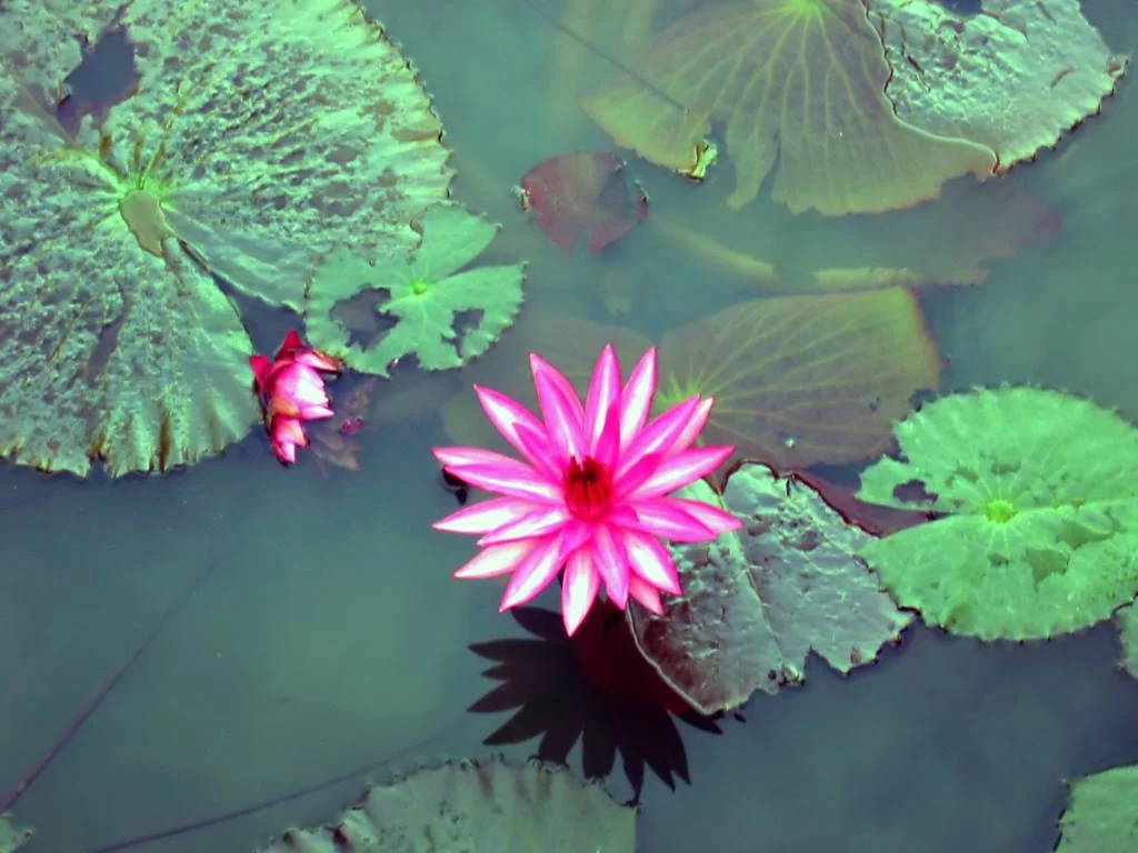 lotus-flower-photo.jpg