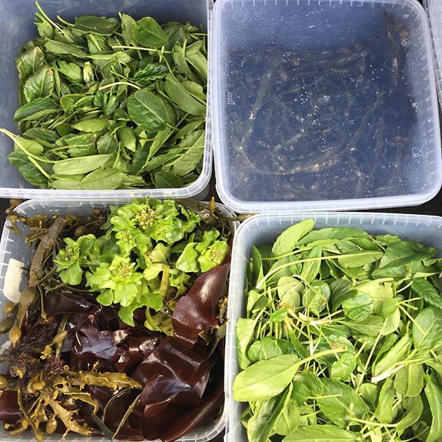 Allskonar g&uacute;mmela&eth;i af eyjunni!
.
.
Good day to forage!
.
.
#slippurinn #vestmannaeyjar #veitingageirinn